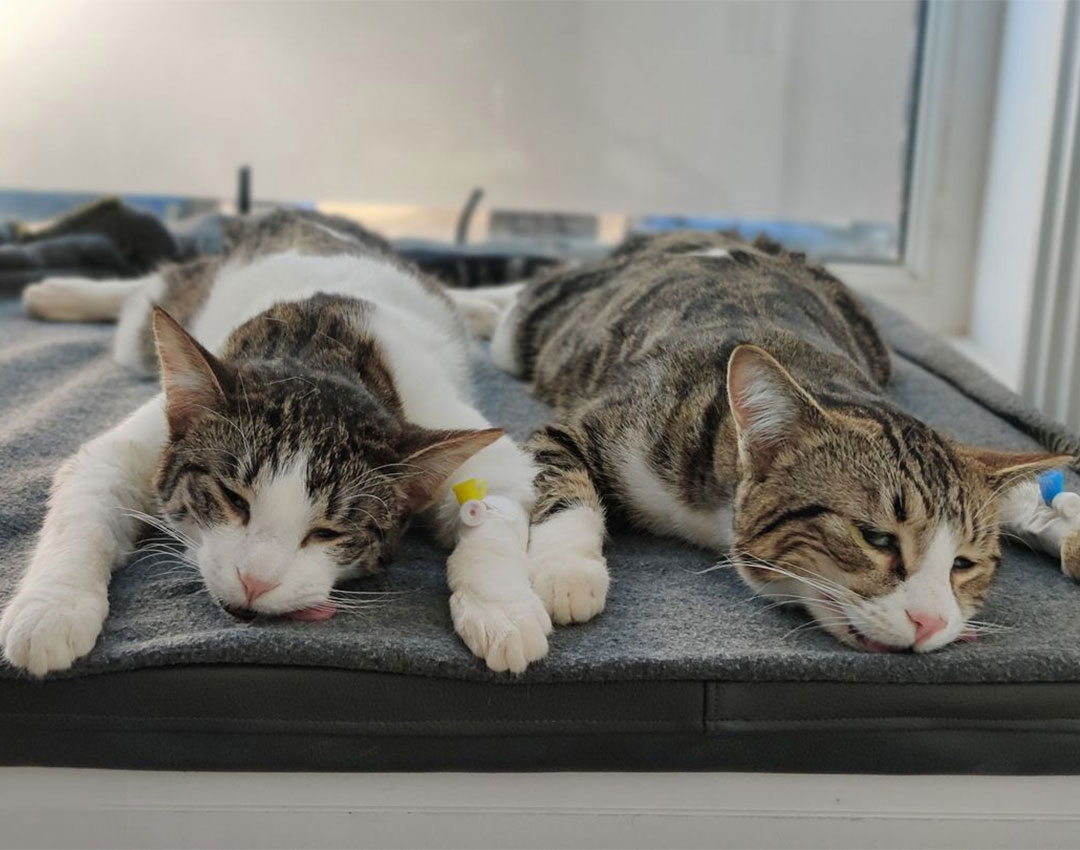 Kastrationsprogramme