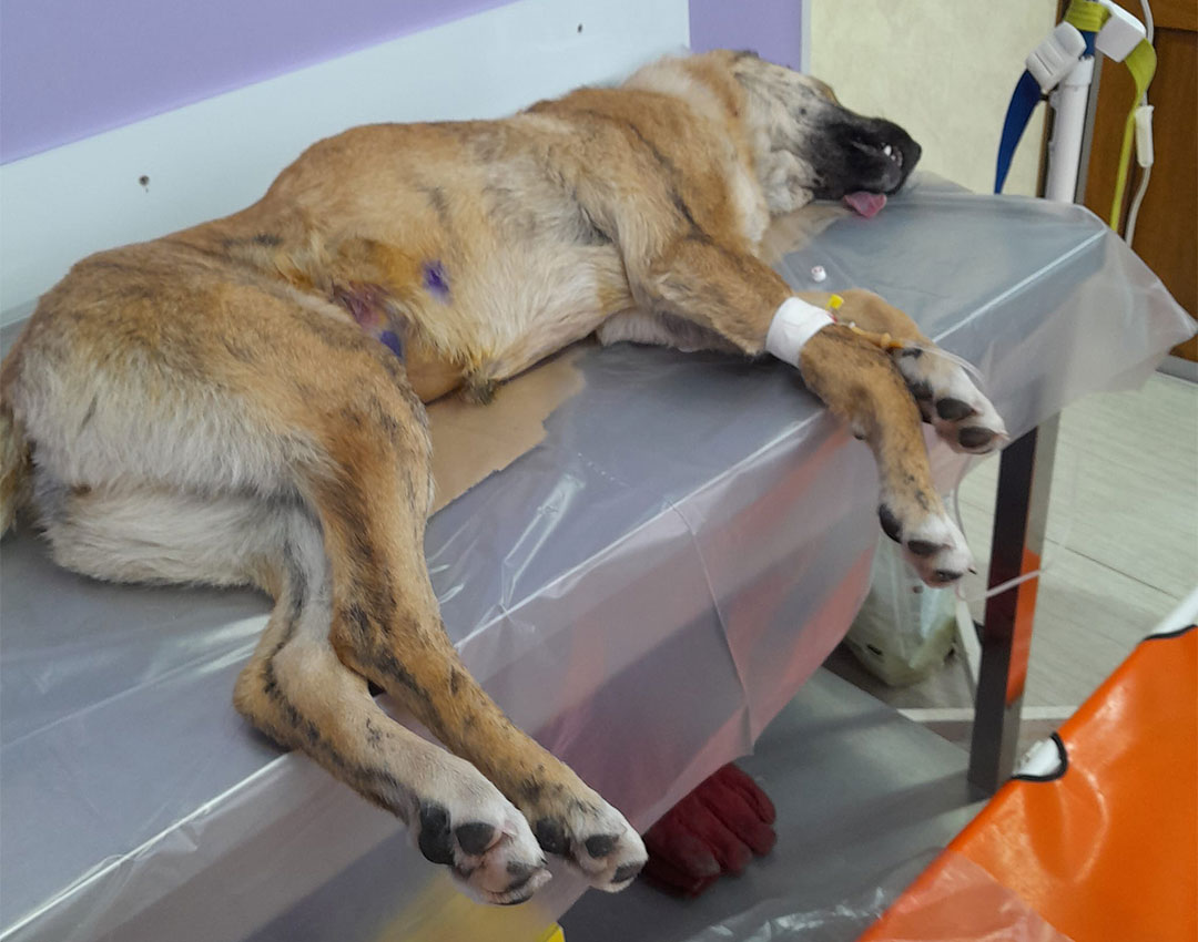 Kastrationsprogramme