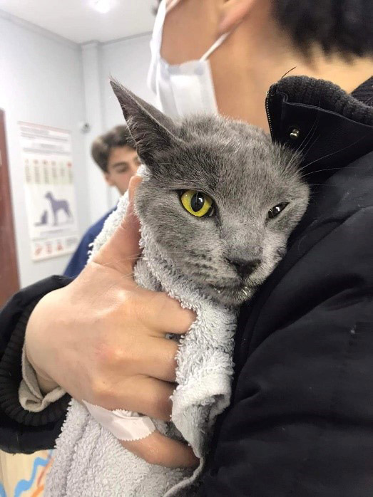 Veterinärmedizinische Hilfe