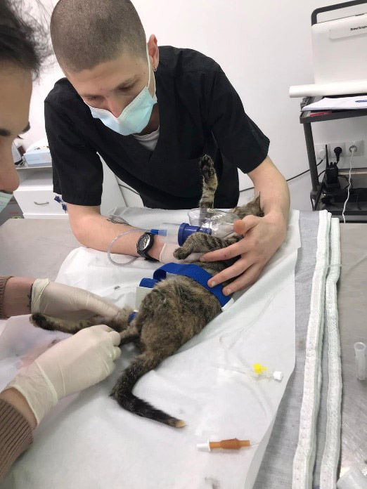 Veterinärmedizinische Hilfe